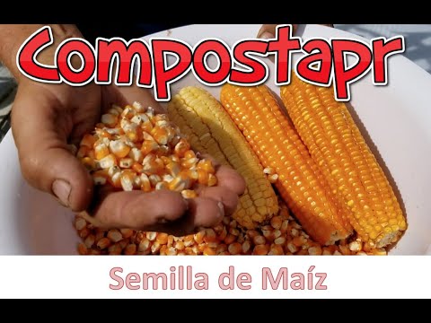 Corn Seed in the Garden
