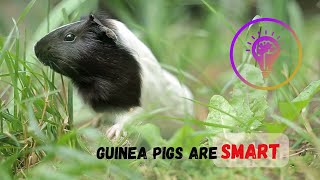 Guinea Pigs Are Very Smart