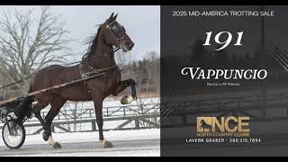 Vappuncio. Lot 191 at the Mid-America Trotting Sale