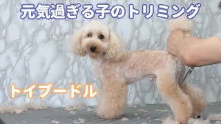 Poodle Grooming 元気過ぎる子のトリミングトイプードル