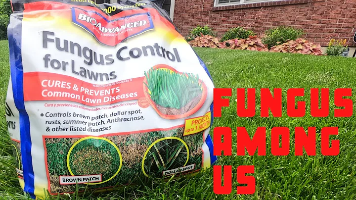 How to Get Rid of Lawn Disease | Fungus Among Us