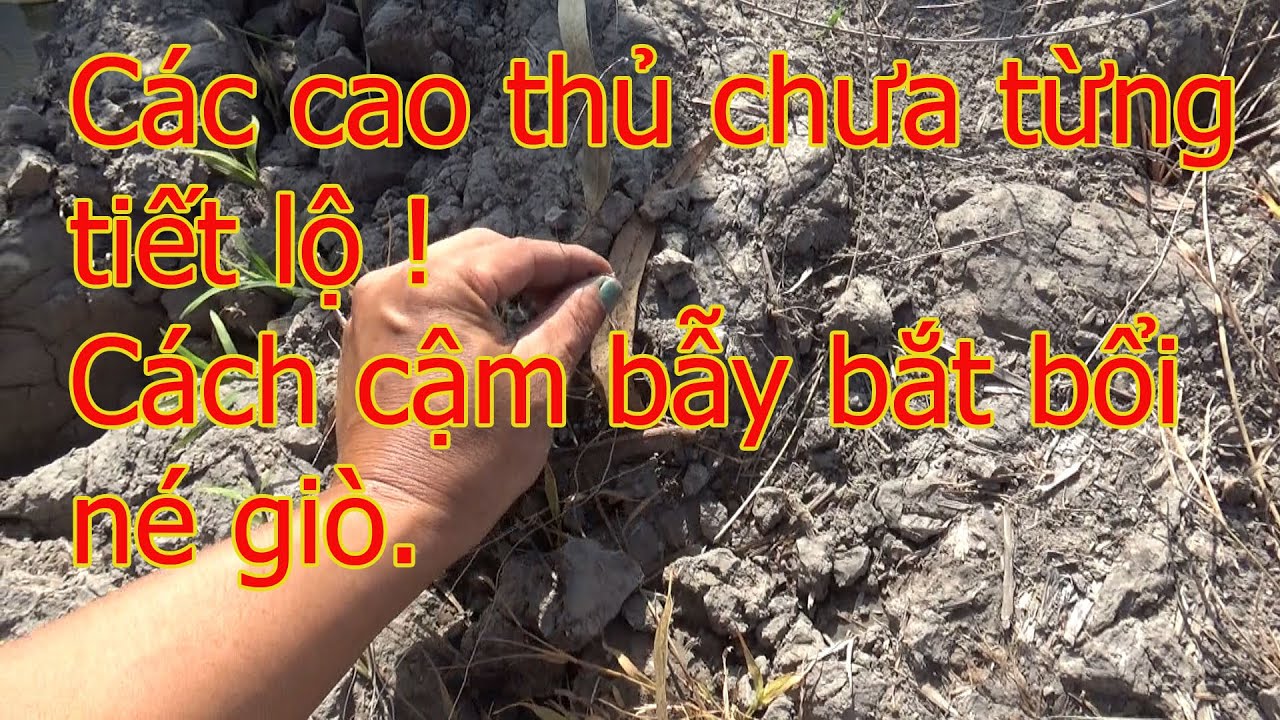 Cách cặm bẫy bắt bổi trận né dò #nguyễnduypt