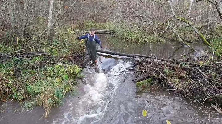 Hard working man #3 | Manual beaver dam removal by hand and rake. Blocked river. #hardworkingman