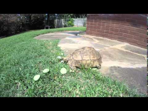 Tortoise Eating Timelapse