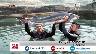 Nuôi cá tầm có giàu được không? | VTV24