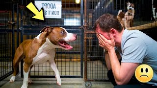 Adam Terkedilmiş Köpeğiyle Karşılaştı Ve Yüksek Sesle Ağladı