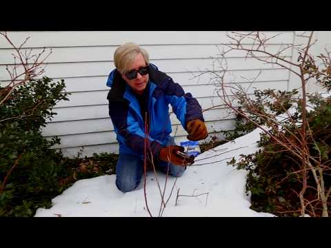 Pruning Blueberries in the Snow, Ep. 49