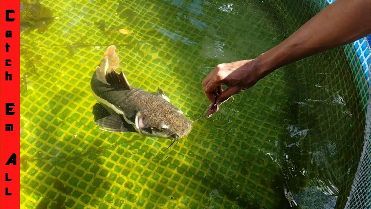 pikelets New Monster Fish Rules the Pool Pond: THE FALL OF SHAMU!