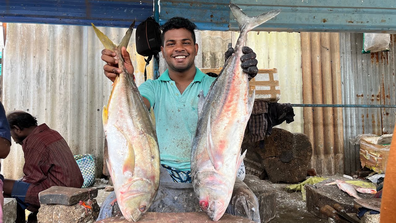 PAARAI FISH KASIMEDU FISH MARKET KASIMEDU YUVARAJ YouTube paarai-fish-kasimedu-fish-market-kasimedu-yuvaraj-youtube