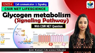 Glycogen Metabolism Signaling || GPCR Pathway || Cell signaling || CSIR NET 2024