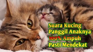 Suara Pikat Kucing Auto Nyamperin _ Suara Kucing Memanggil Anaknya