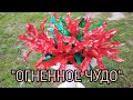 🔥"Огненное чудо"🔥 из бутылок🔥