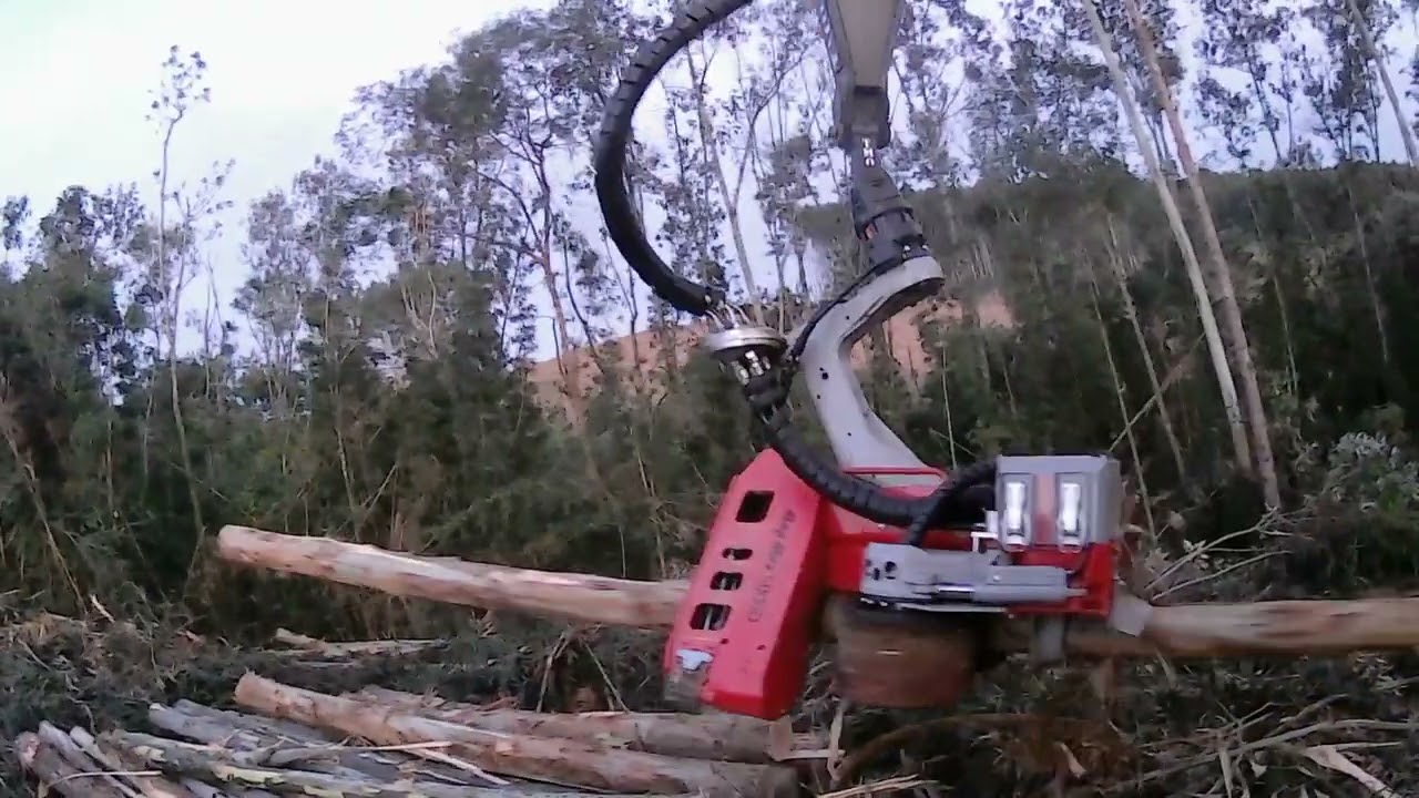 Cabeçote Log Max 5000D Harvster na Colheita de Eucalipto