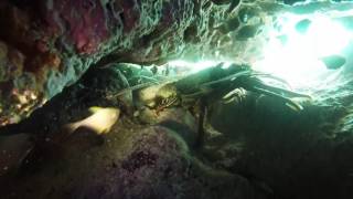 Panulirus penicillatus (Fourspine Rock Lobster) at Monte Bello Islands Western Australia