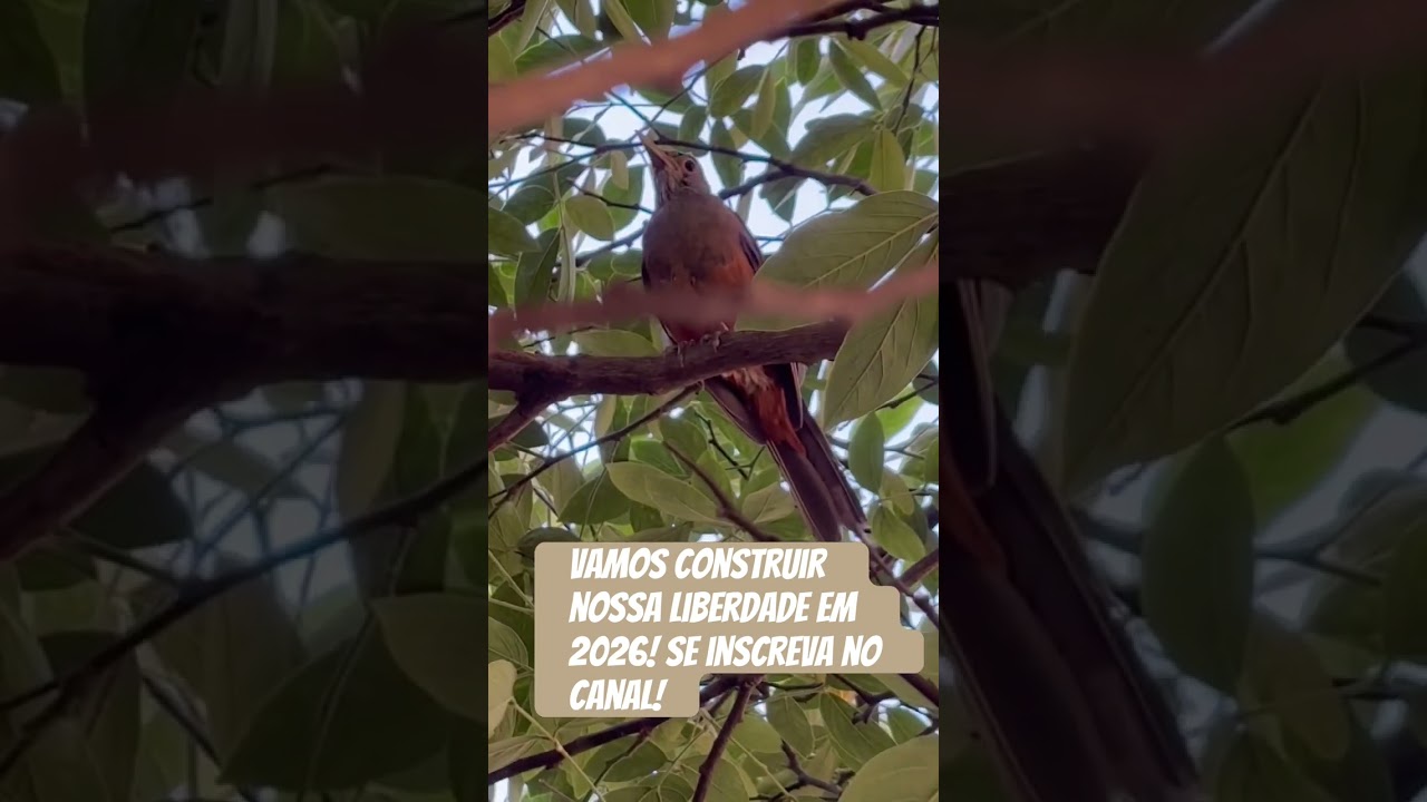 Vamos construir nossa liberdade em 2026! Se inscreva no canal! 