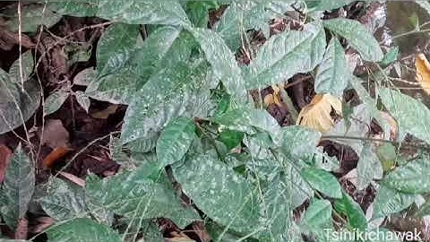 Identidad de los Bribris / Ditsö̀ Rukuö /Tribu Bribri Costa Rica