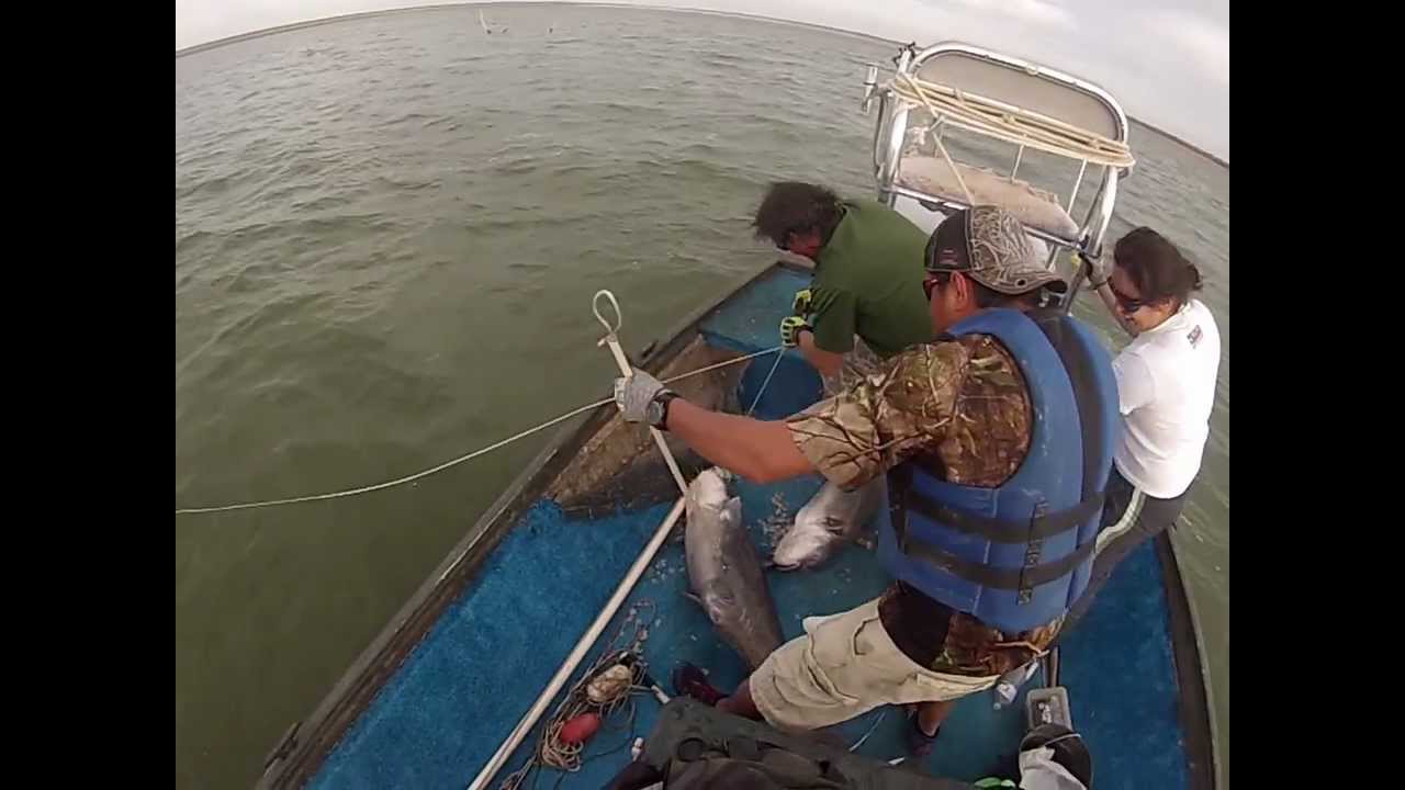 trotline catfish 2 Falcon Lake,Texas YouTube