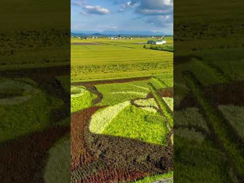 北海道東鷹棲稻田藝術，以不同色彩葉子的水稻插秧製作而成。#北海道#稻田藝術
