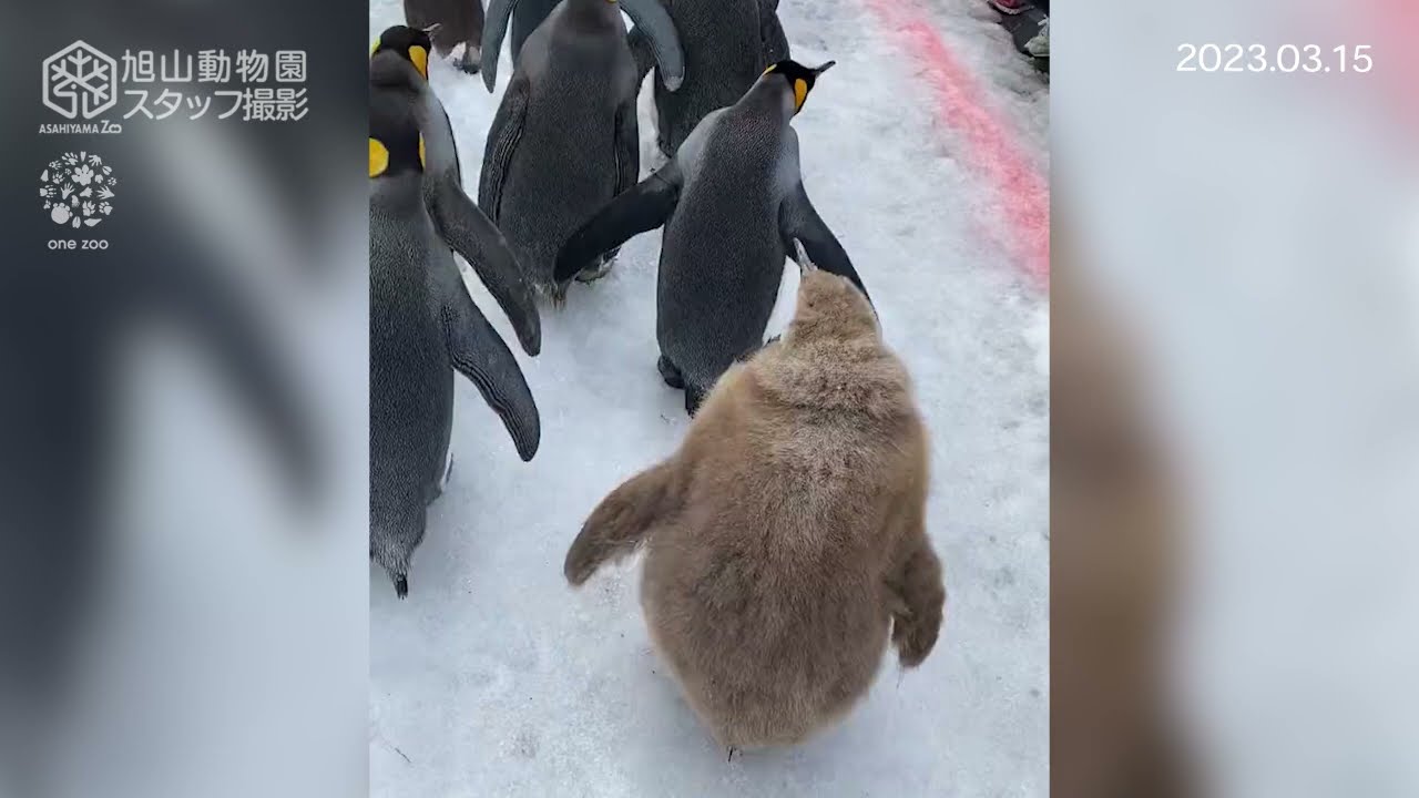飛べないペンギン10本 YouTube