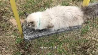 Cat on a swing. Кошка на качелях. by Neva Cats 95 views 4 years ago 56 seconds