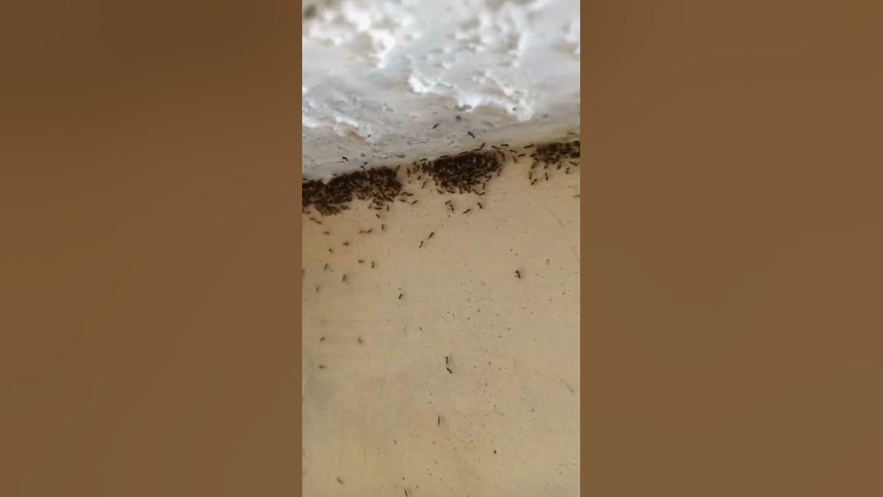 black ants viral dance video attitude 2025 shorts clips status