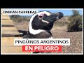 🎥¿Qué les pasa a los pingüinos de Punta Tombo?🐧
