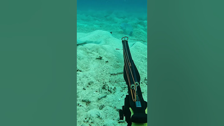No comment #spearfishing #fishing #freediving