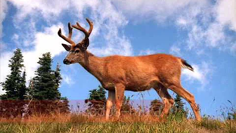 Qual é o solo das pradarias?