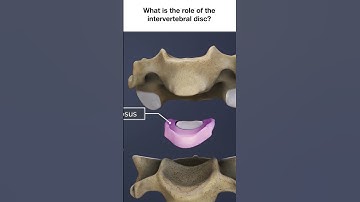 What is the Role of the Intervertebral Disc?