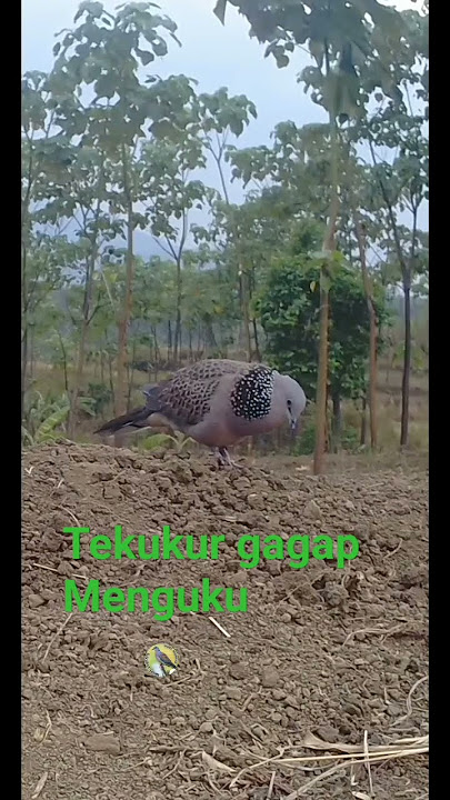 Pikat Tekukur Gagap//Menguku
