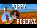 2023 poppy reserve super bloom   explore california with us