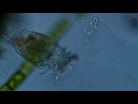 Video: Sukurti Sukurtos Aplinkos Mikrobiologiją Tinkamą Projektuojant