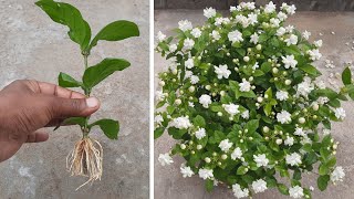 How To Grow Mogra Jasmine From Cuttings | Mogra | Jasmine