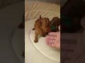 Dos cachorros caniche toy rojo · nacidos 25.04.2026 🐩🐩