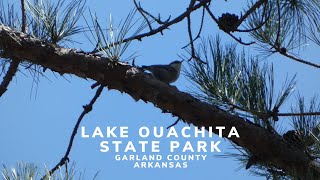 Lake Ouachita State Park Birding