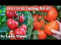 टमाटर पर करें 3G cutting और पाएं 100% अधिक फूल और फल | Tomato Plant 3G cutting