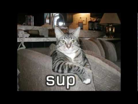 Cute cat pictures