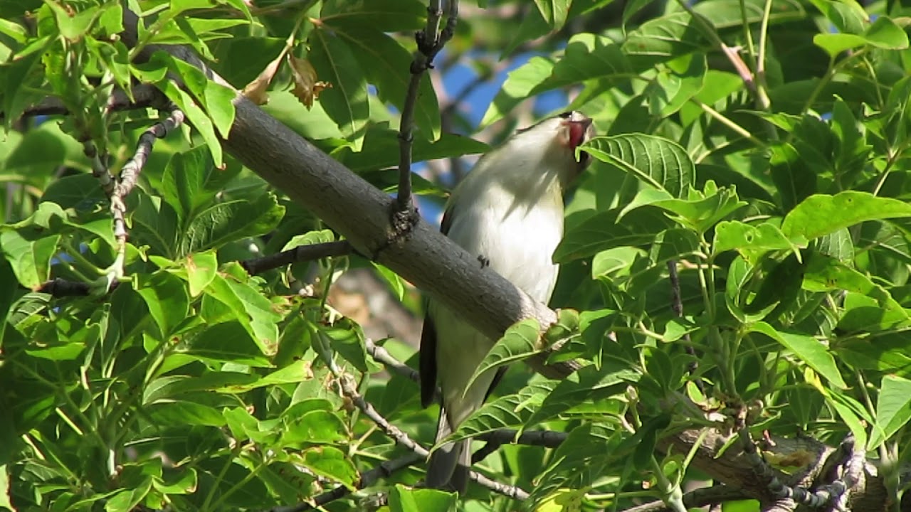 Red-eyed Vireo, Echo Valley Provincial Park, SK Canada July 7/17 