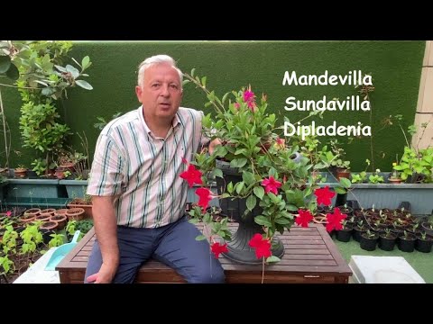 Video: Mandevilla Hastalıklarının Türleri - Mandevilla Bitkileri Hangi Hastalıkları Alır