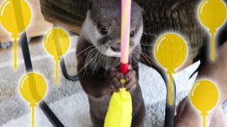 カワウソ  コタロー　なんじゃこりゃ！？ブーブー風船　Kotaro the Otter vs. Noisy Balloon