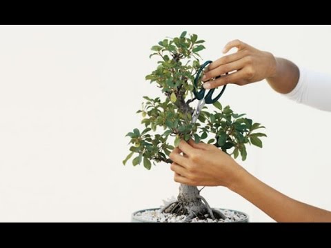 Vídeo: Podar um arbusto de zimbro - podar e treinar um zimbro ereto