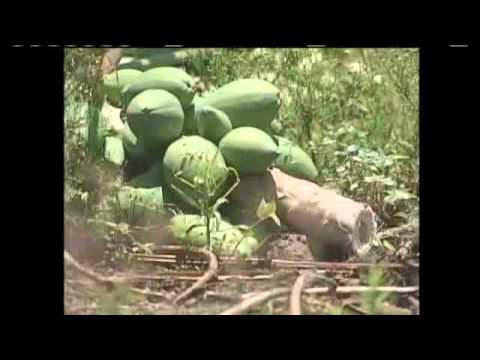 Vandals Destroy 3 Big Island Papaya Farms