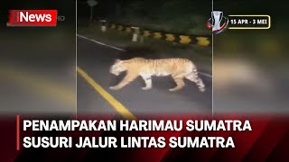 Penampakan Harimau Sumatra Susuri Jalur Lintas Sumatra Gemparkan Warga Lampung