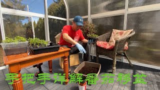 【渔耕笔记】移栽番茄 西红柿苗 番茄西红柿移盆   How to Transplant Tomato Seedlings