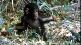 Wild baby chimpanzee takes first steps (improved)