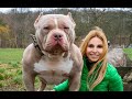 DANGEROUS OR GOOD PETS? THE AMERICAN BULLY DOG