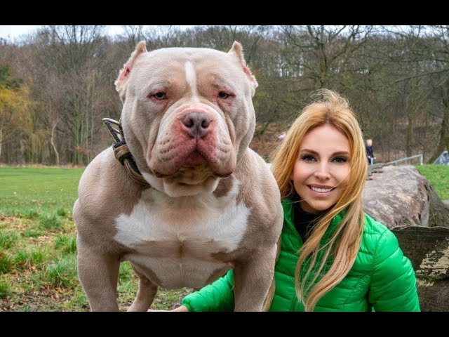 The families defending XL bully dogs: 'They're big friendly giants