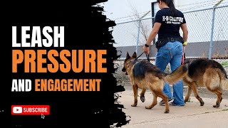 Leash training and engagement: The FUNDAMENTALS!