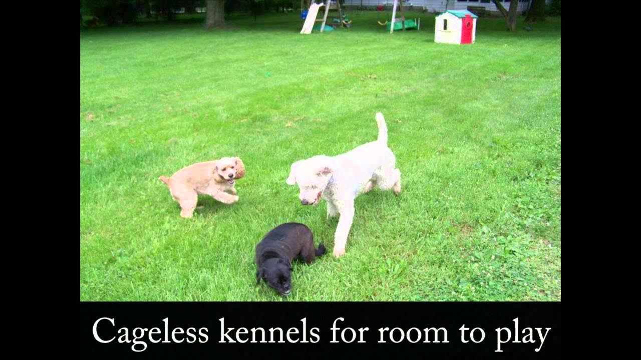 MyTFine Kennels Services in Delaware Ohio YouTube