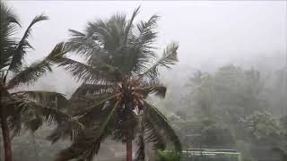 Coconut Trees Letting The Hair Down